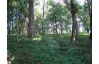 Property photo 10 - 72 Acres offered in 6 Tracts